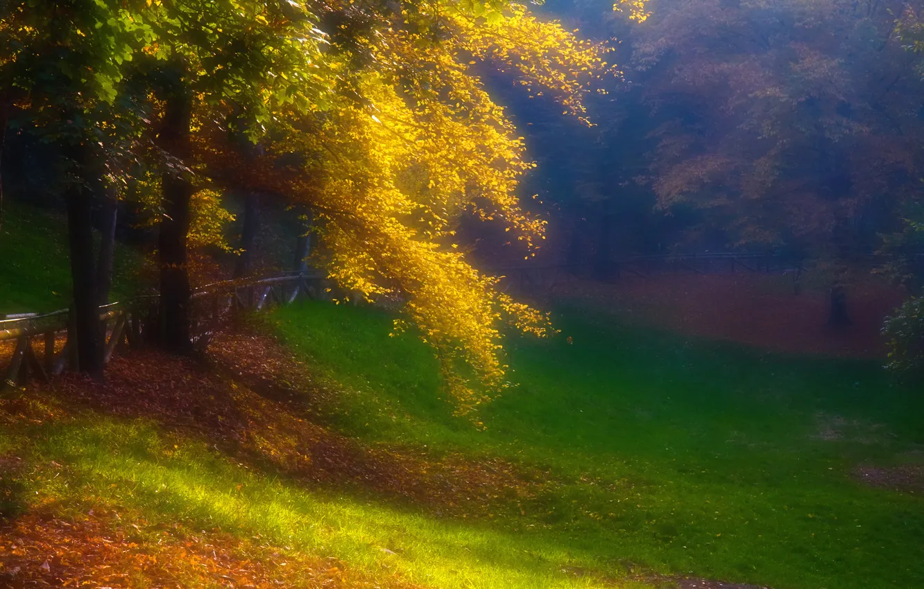 Фото обои осень, лес, трава, деревья, туман, парк, дымка