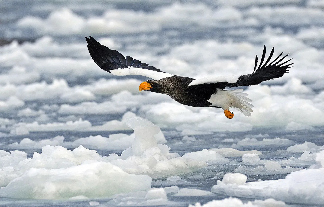 Фото обои лед, полет, птица, крылья, клюв