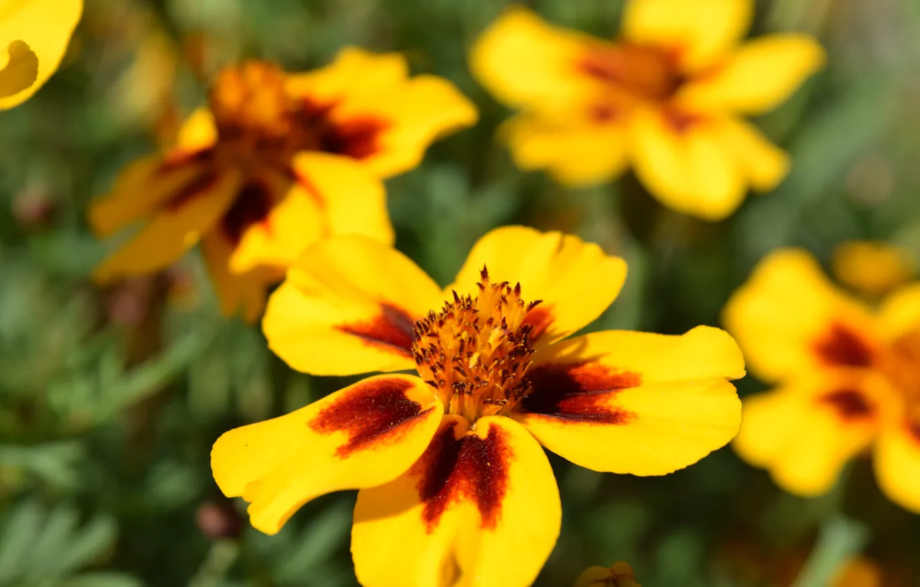 Фото обои цветы, желтые, солнечные, Бархатцы