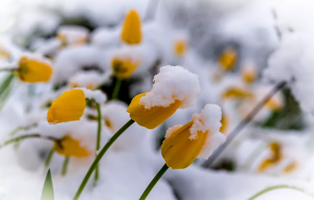 Фото обои снег, цветы, тюльпаны