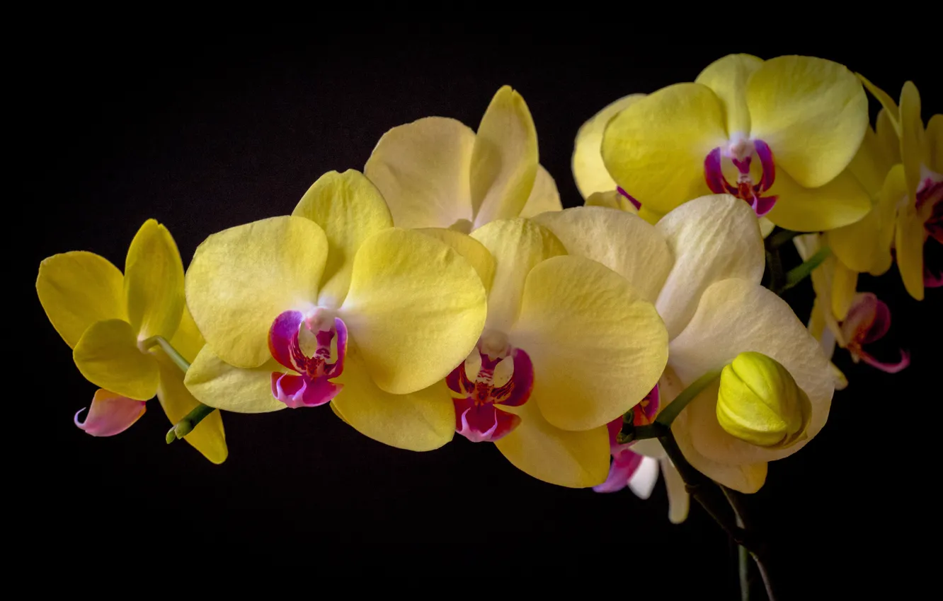 Фото обои орхидея, фаленопсис, тёмный фон