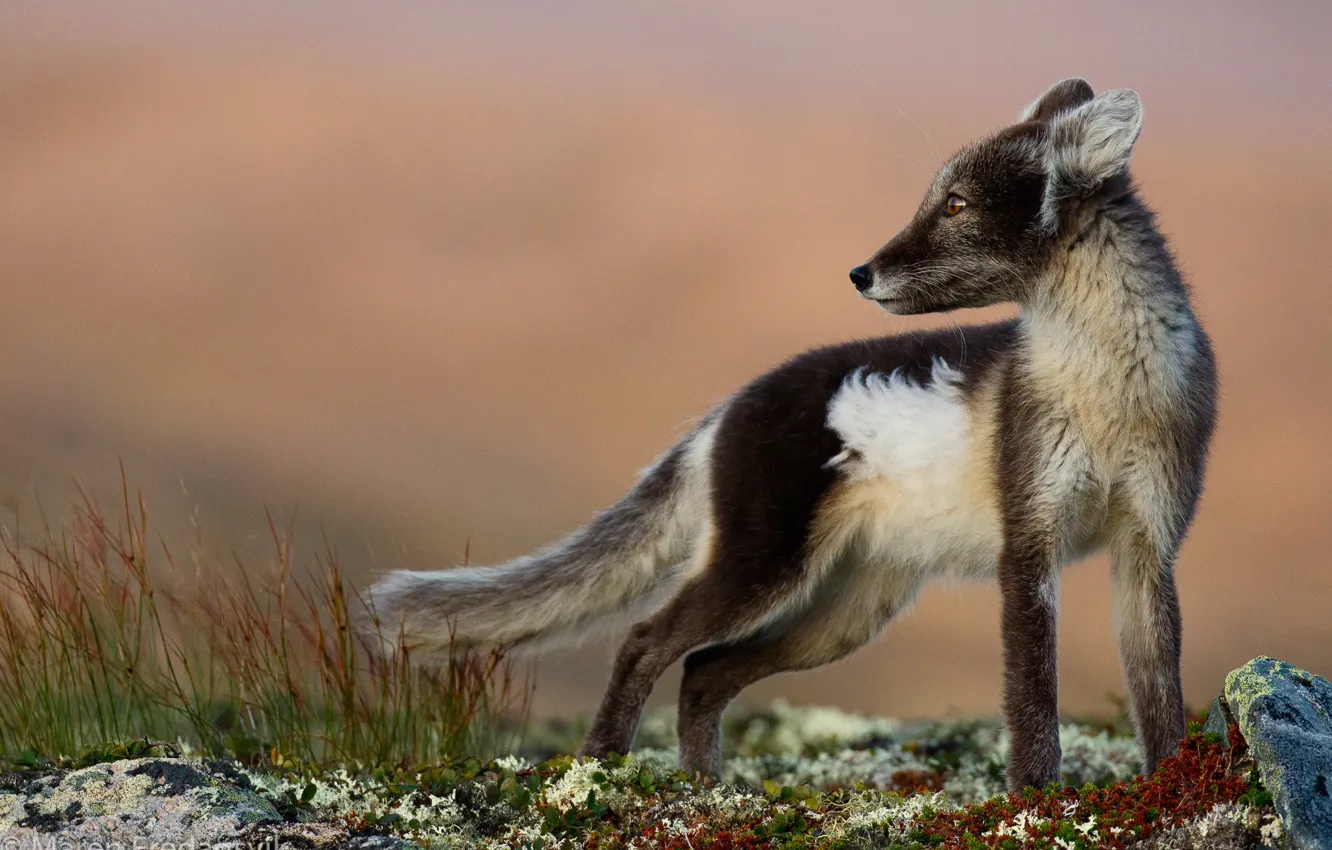 Фото обои природа, лиса, песец