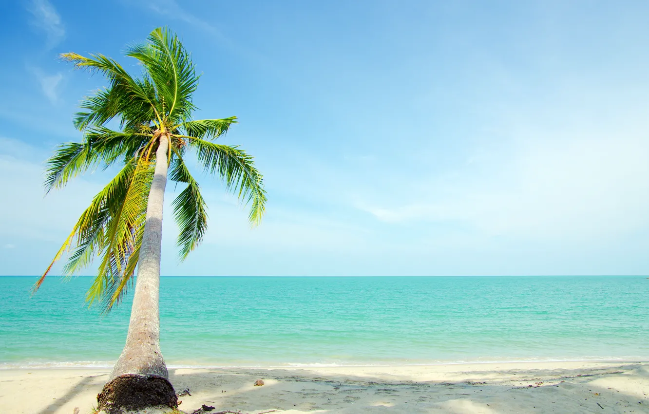 Фото обои песок, море, пляж, лето, небо, солнце, пальмы, берег