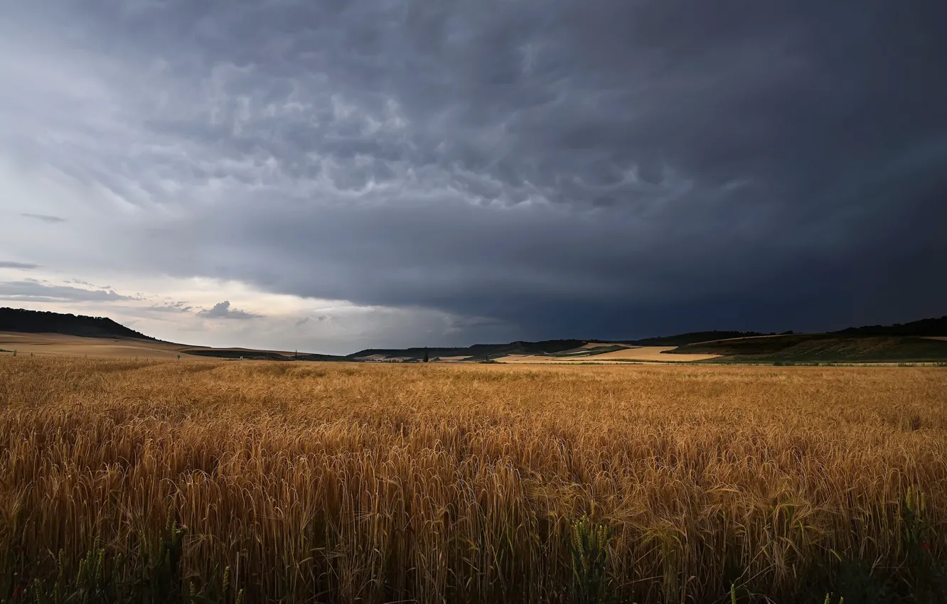 Фото обои пшеница, поле, небо, природа, колосья