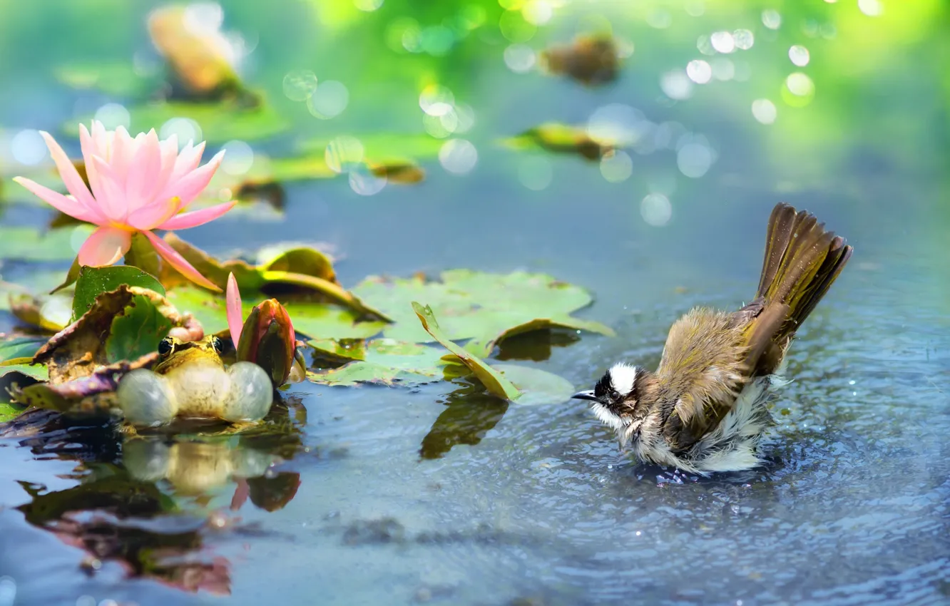 Фото обои цветок, листья, вода, природа, птица, лягушка, лотос, боке