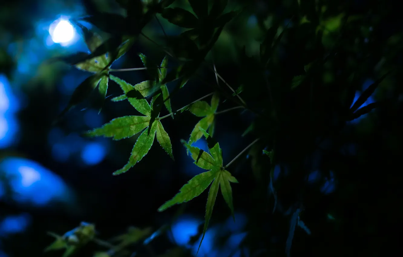 Фото обои листья, ночь, природа