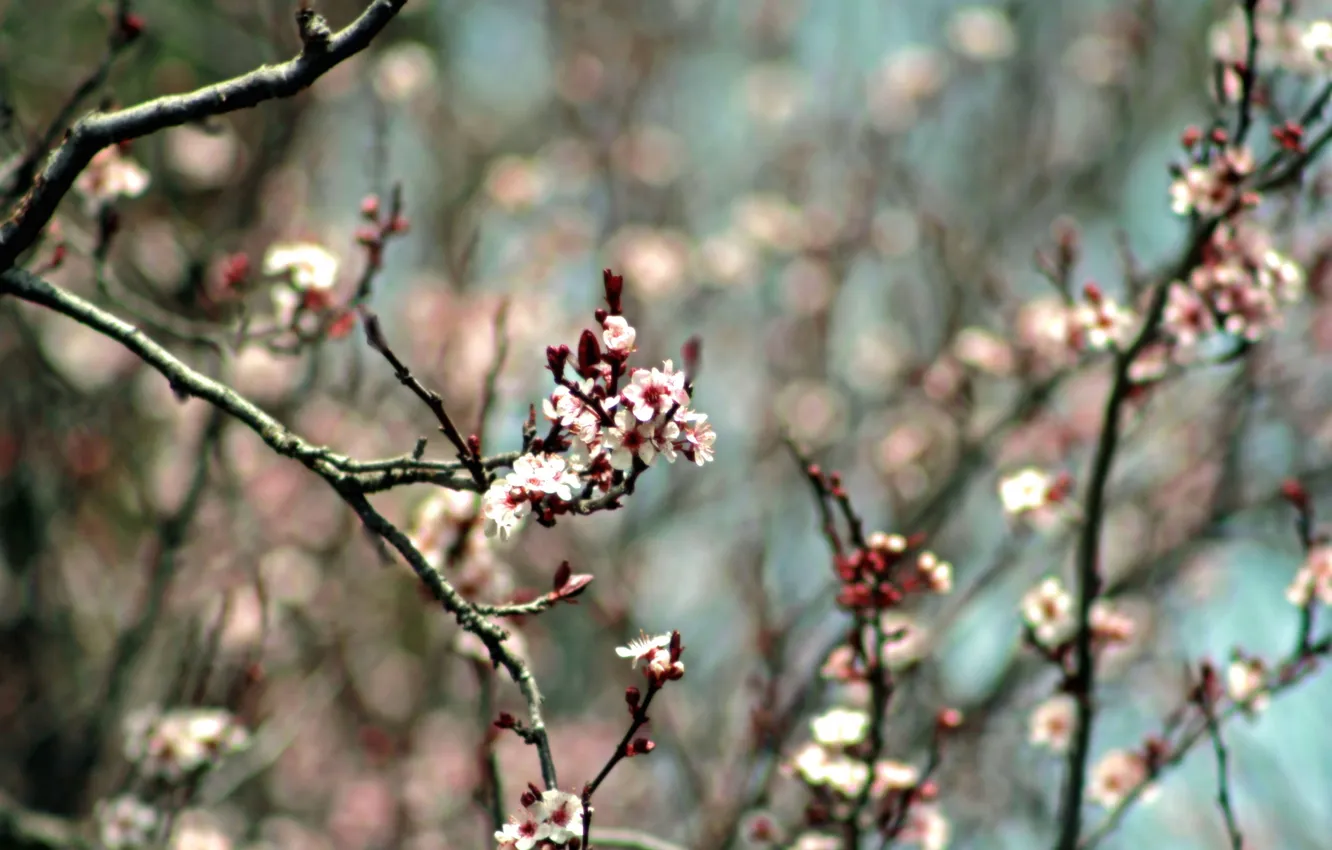 Фото обои природа, весна, сад