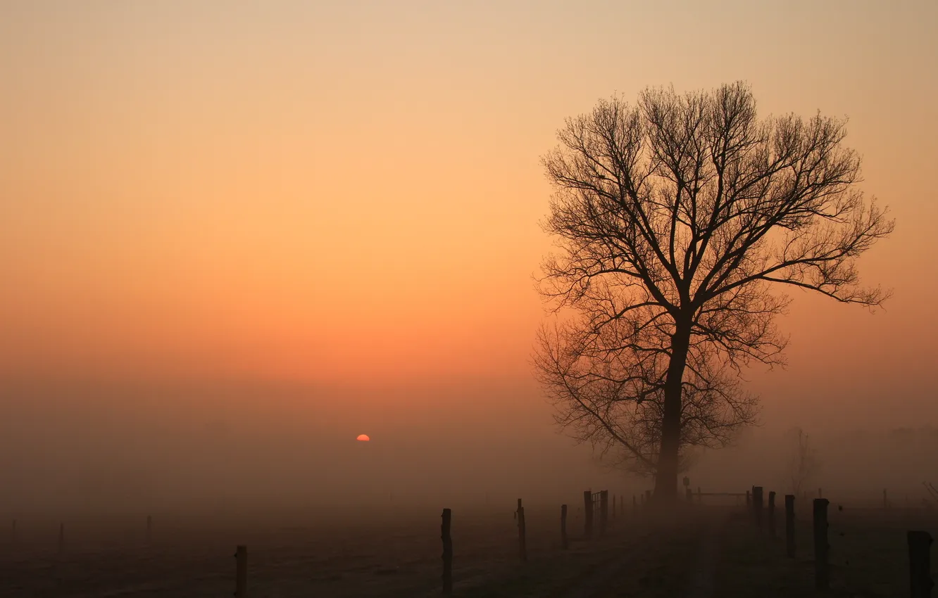 Фото обои закат, природа, туман, дерево, забор