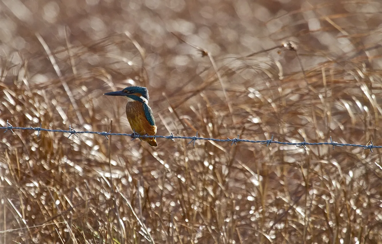 Фото обои фон, птица, проволока, зимородок, kingfisher