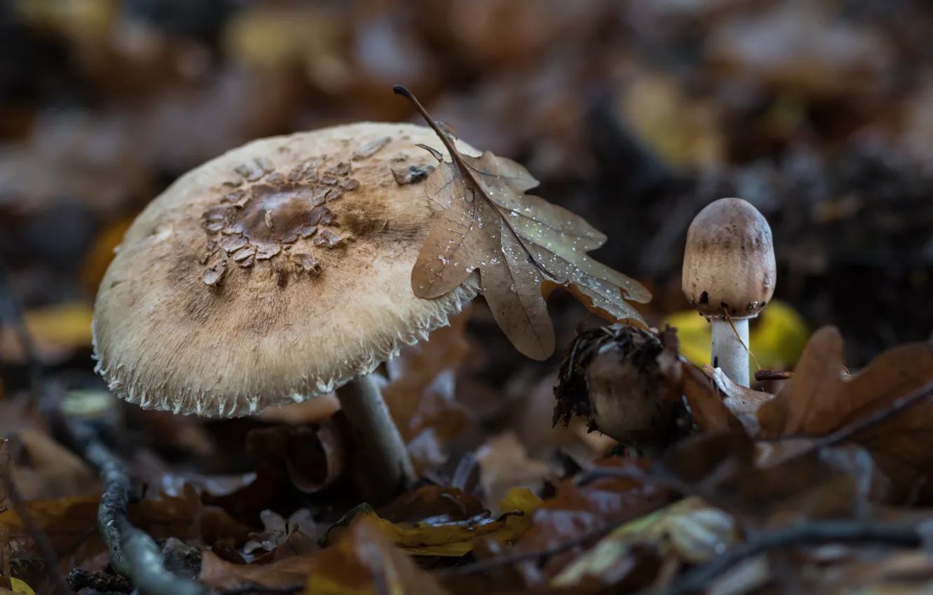 Фото обои природа, лист, грибы