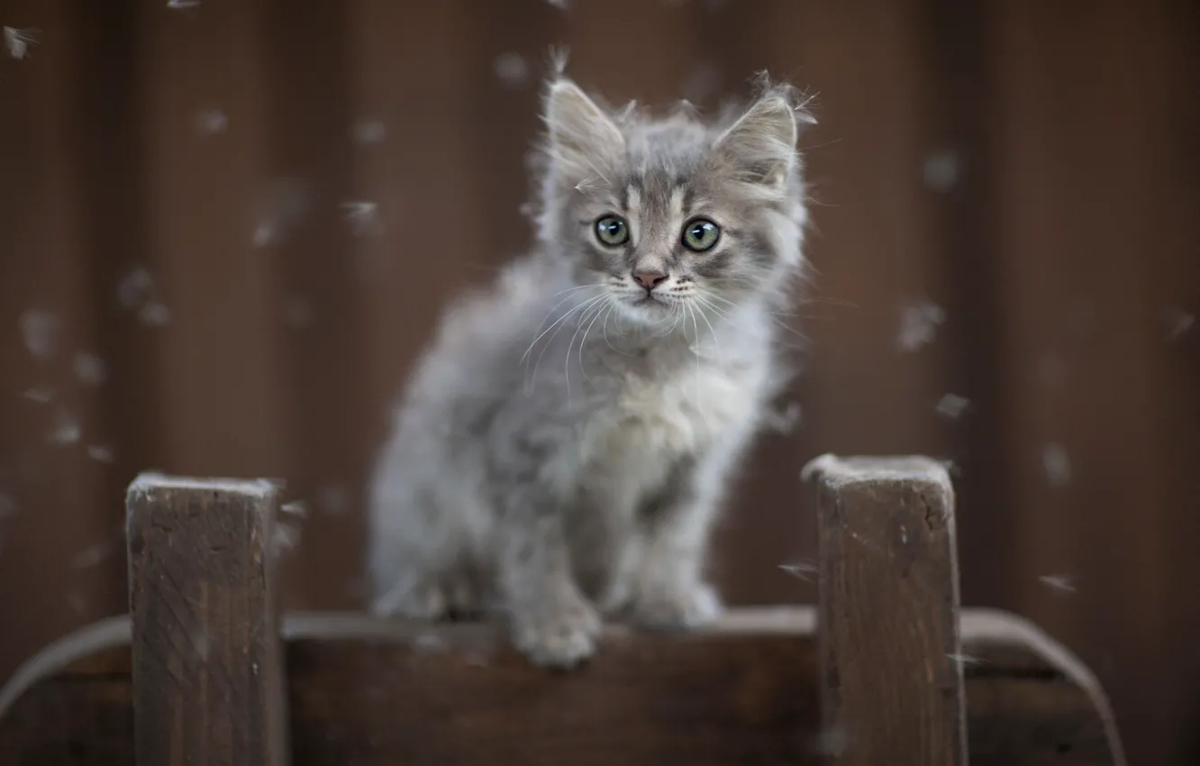 Фото обои серый, котёнок, пушинки, Юрий Коротун
