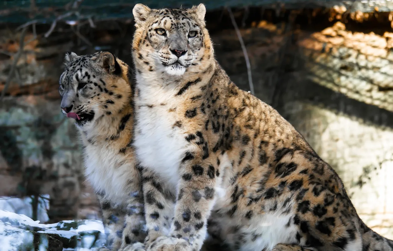 Фото обои cat, snow leopards, big cats, leopards
