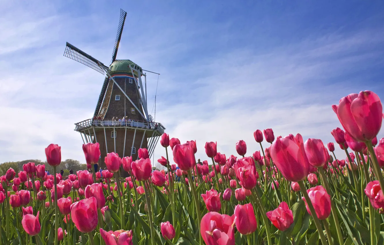 Фото обои поле, мельница, тюльпаны, Нидерланды, Голландия