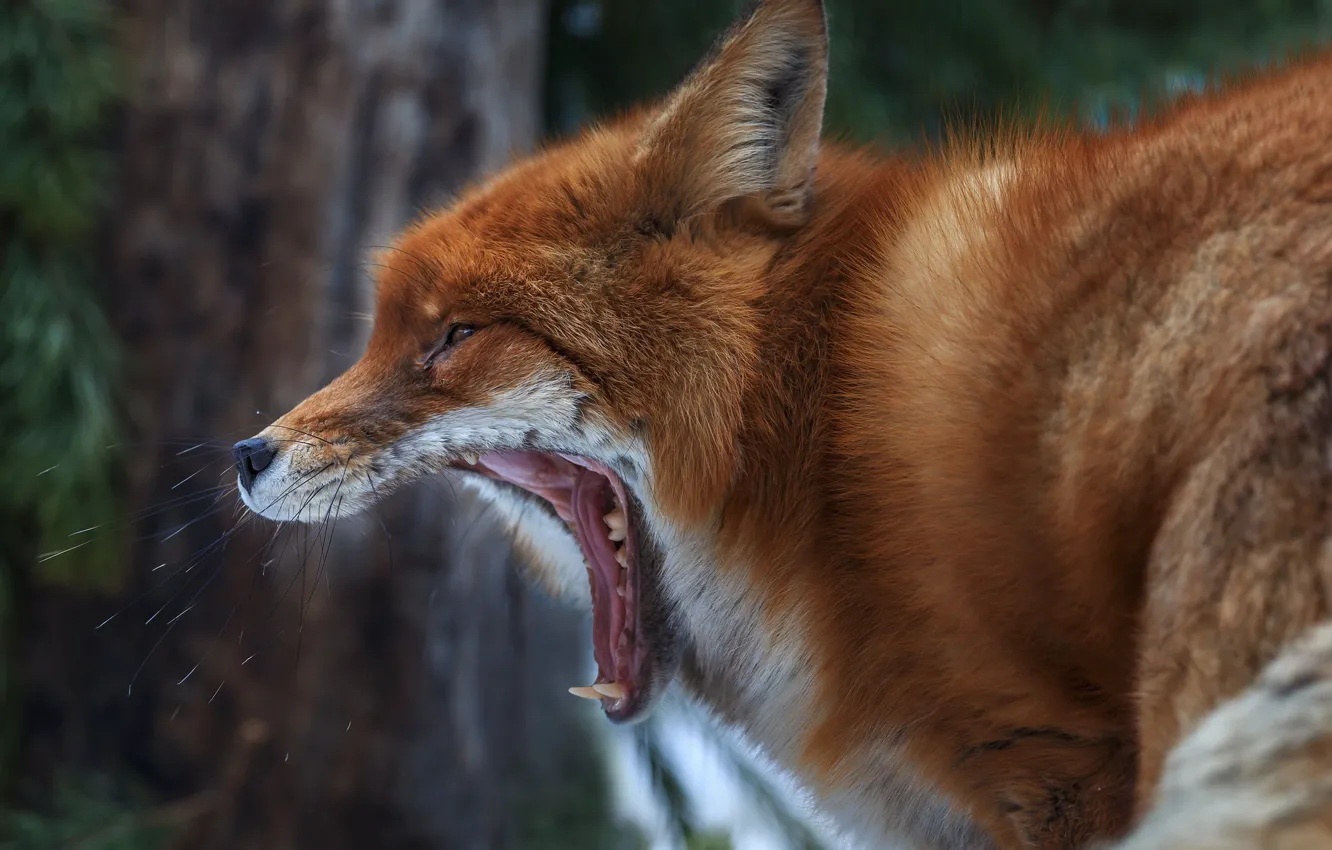 Фото обои морда, лиса, рыжая, зевает, Олег Богданов