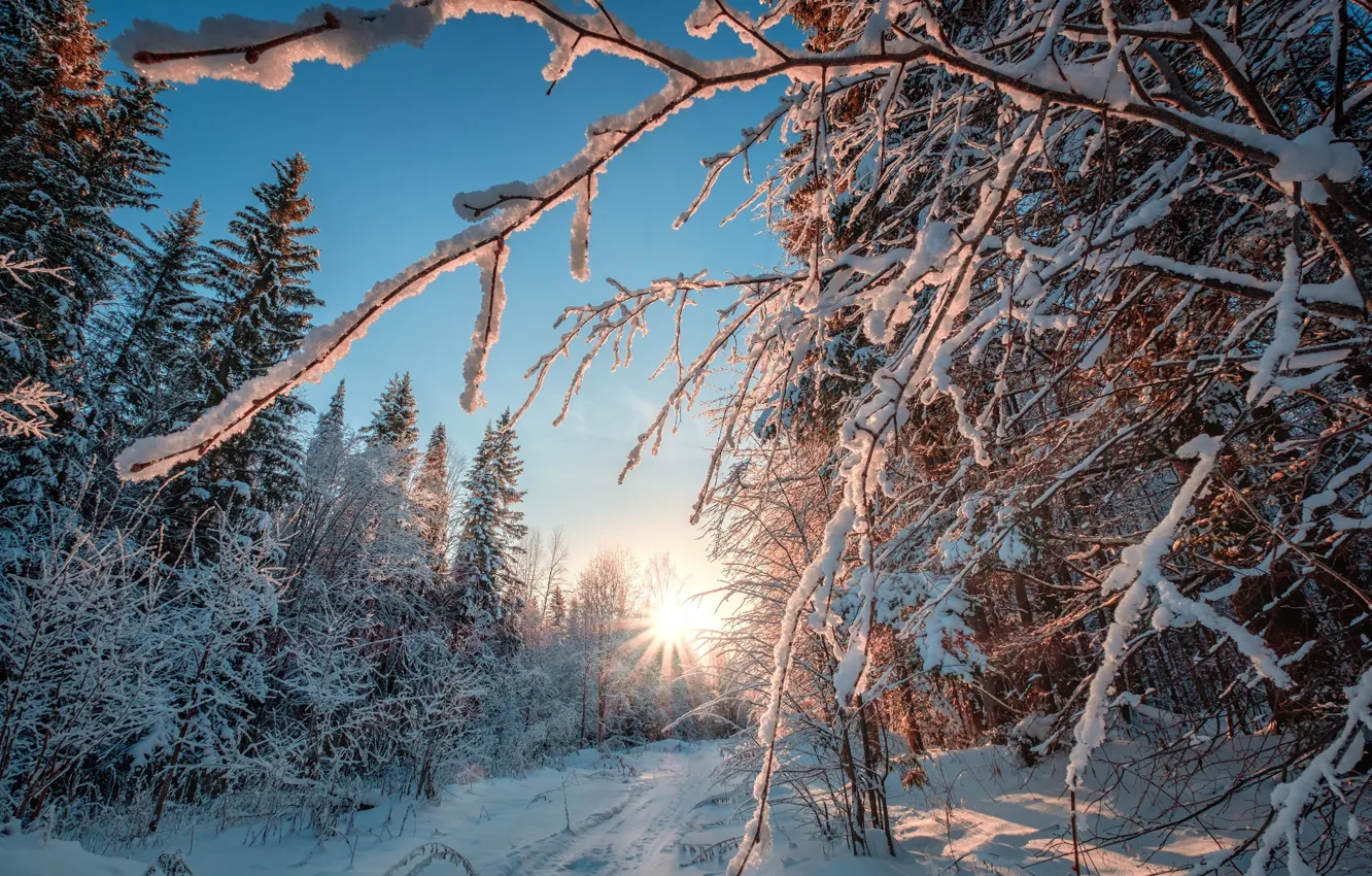 Фото обои зима, лес, солнце, лучи, снег, деревья, мороз, Пермский край