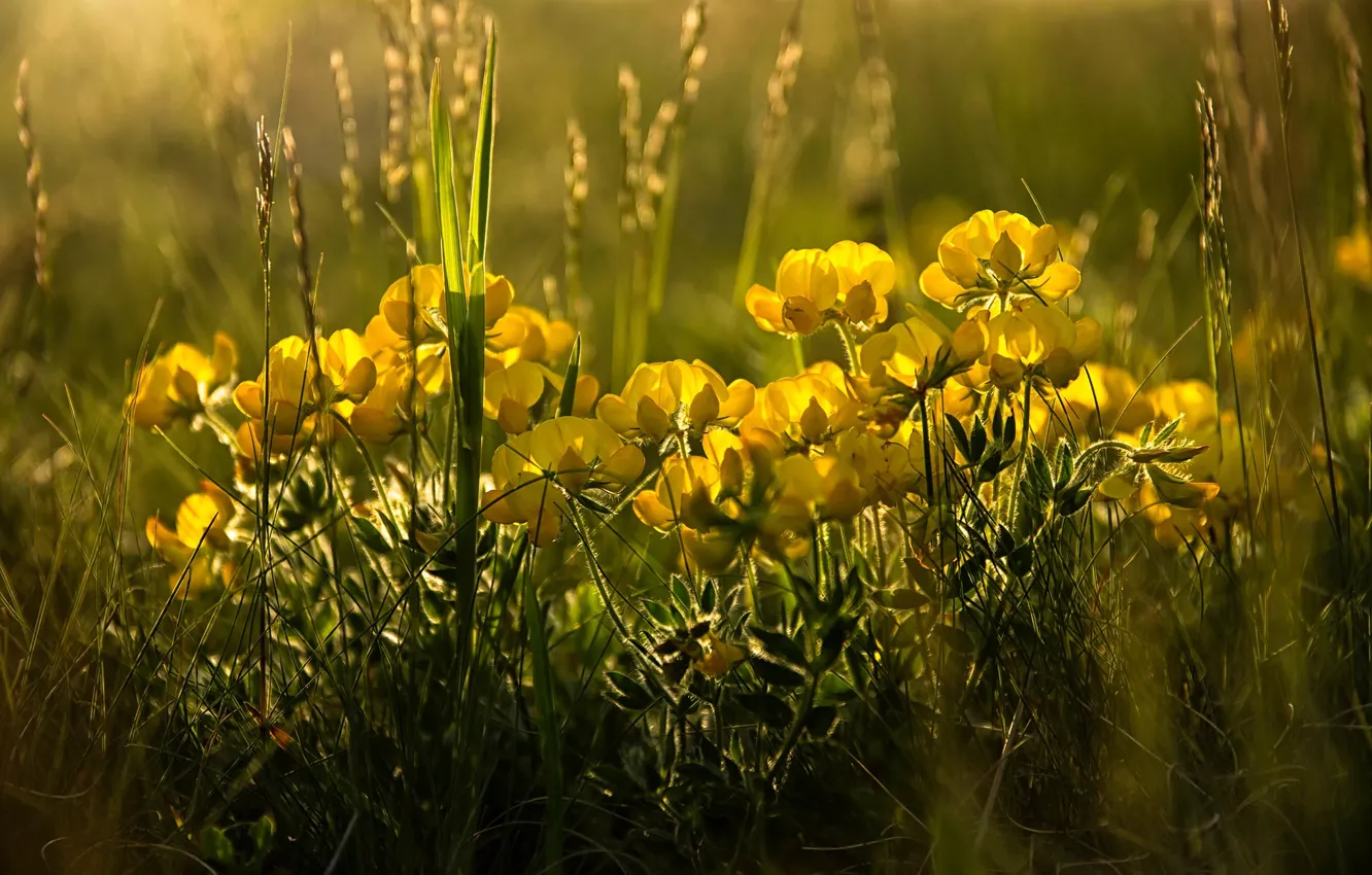 Фото обои трава, свет, цветы, весна