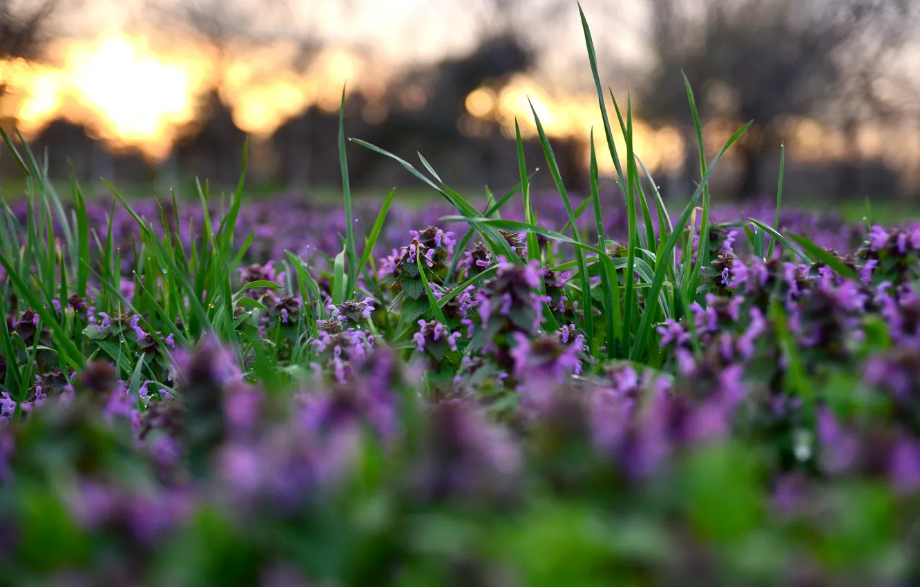 Фото обои трава, цветы, весна, размытость