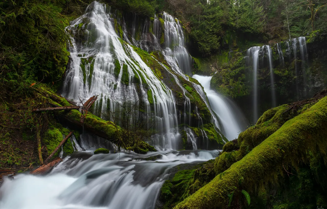 Фото обои вода, деревья, водопад, мох, поток