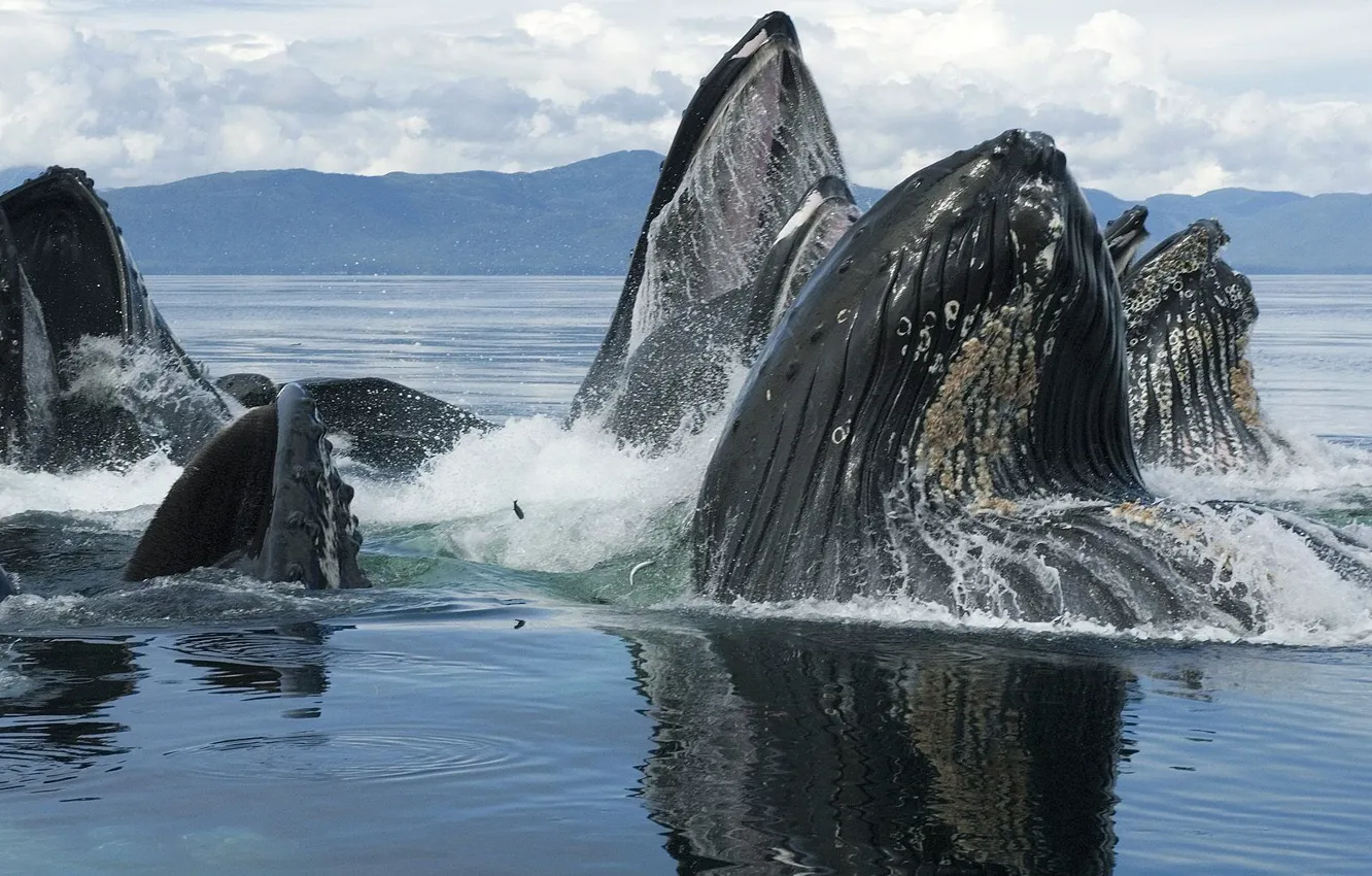 Фото обои animals, whales, sea