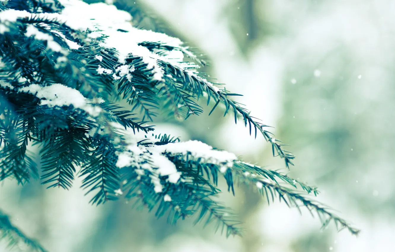 Фото обои зима, зелень, снег, ель, bokeh