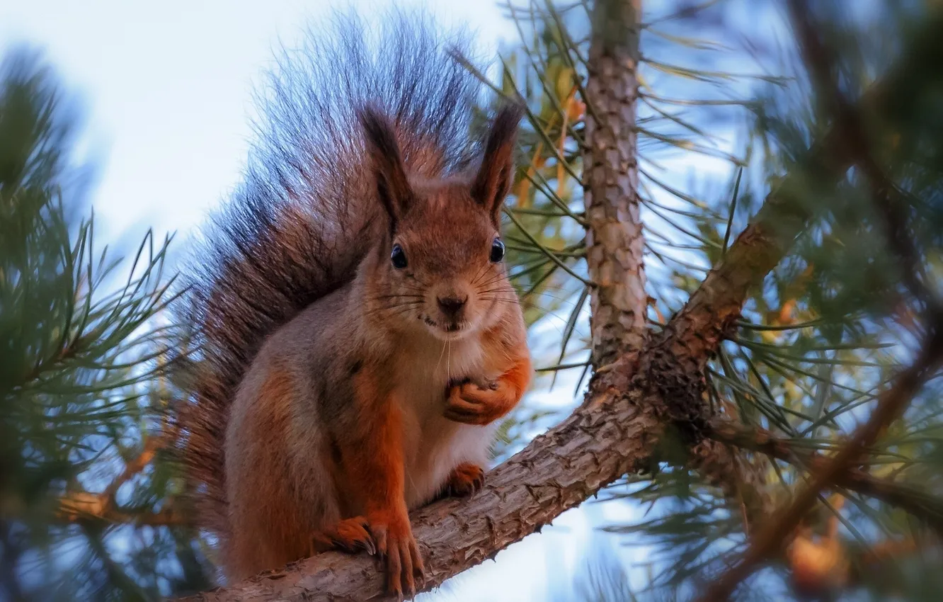 Фото обои ветки, белка, сосна