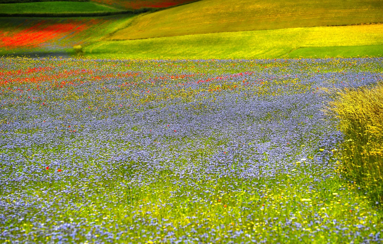 Фото обои поле, трава, цветы, холмы, луг
