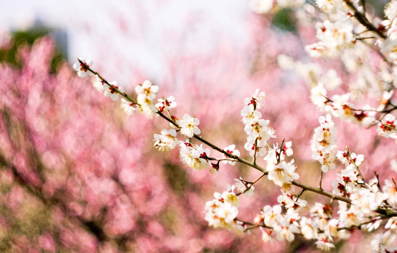 Фото обои макро, цветы, ветки, природа, фон, дерево, розовый, весна
