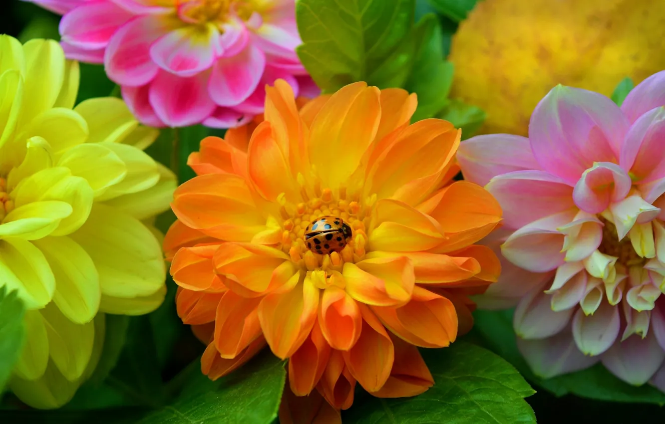 Фото обои Цветы, Flowers, Georgina, Colors, георгины