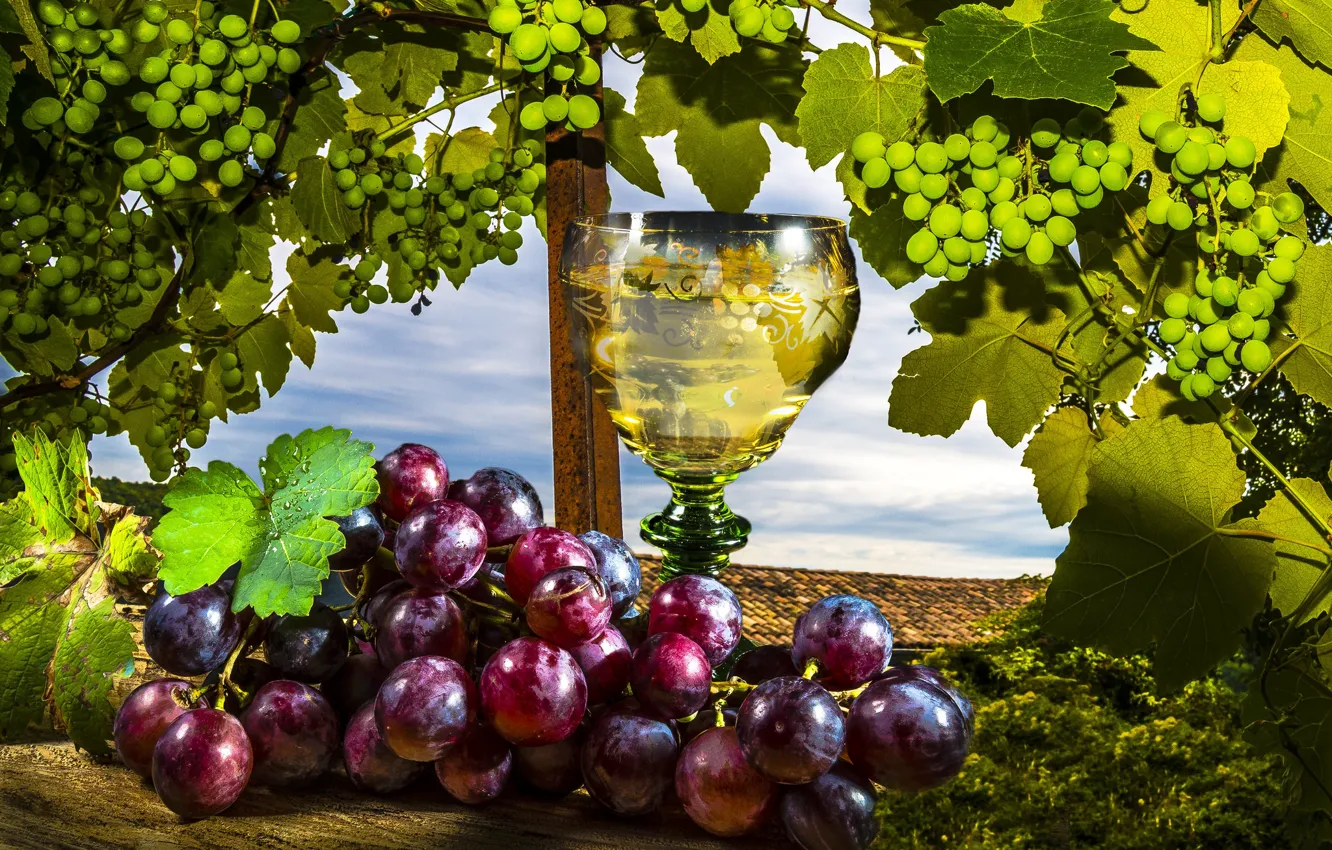 Фото обои вино, виноград, лоза, Wine, Grapes, Stemware