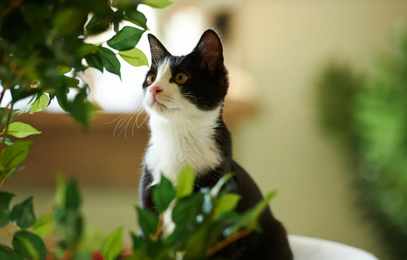 Фото обои зелень, кот, листья, черно-белый, растение, котэ