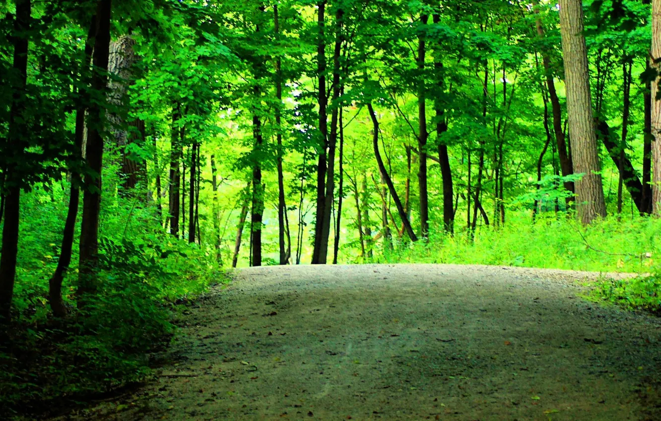 Фото обои дорога, зелень, лес, лето