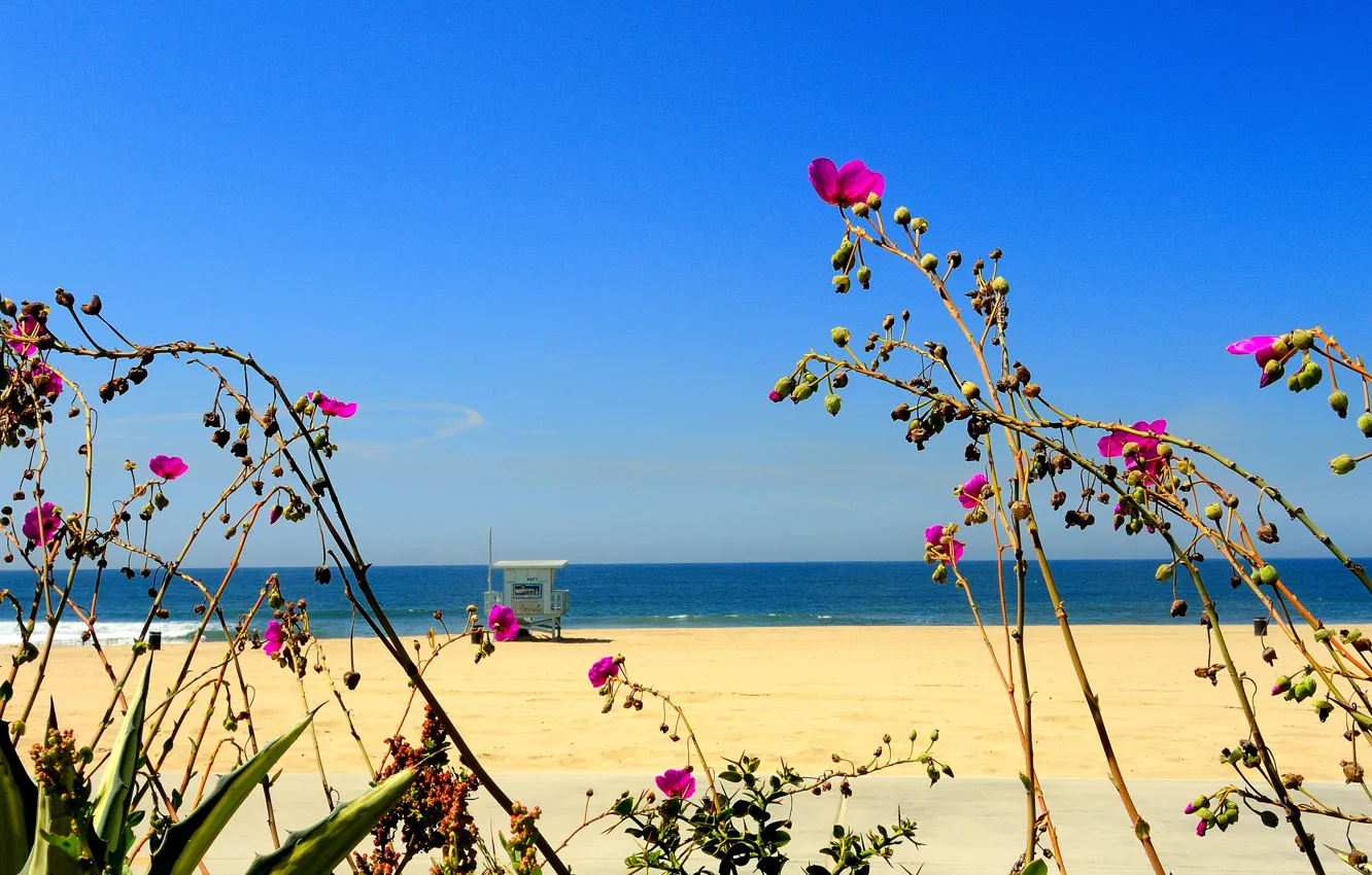 Фото обои песок, море, пляж, небо, цветы, растение, домик