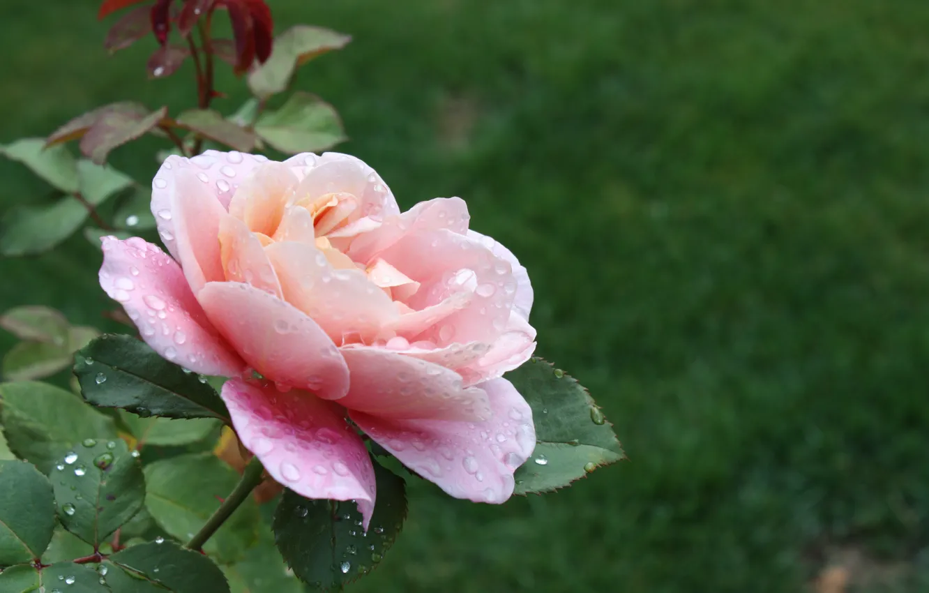 Фото обои Капли, Розовая роза, Pink rose, Drops