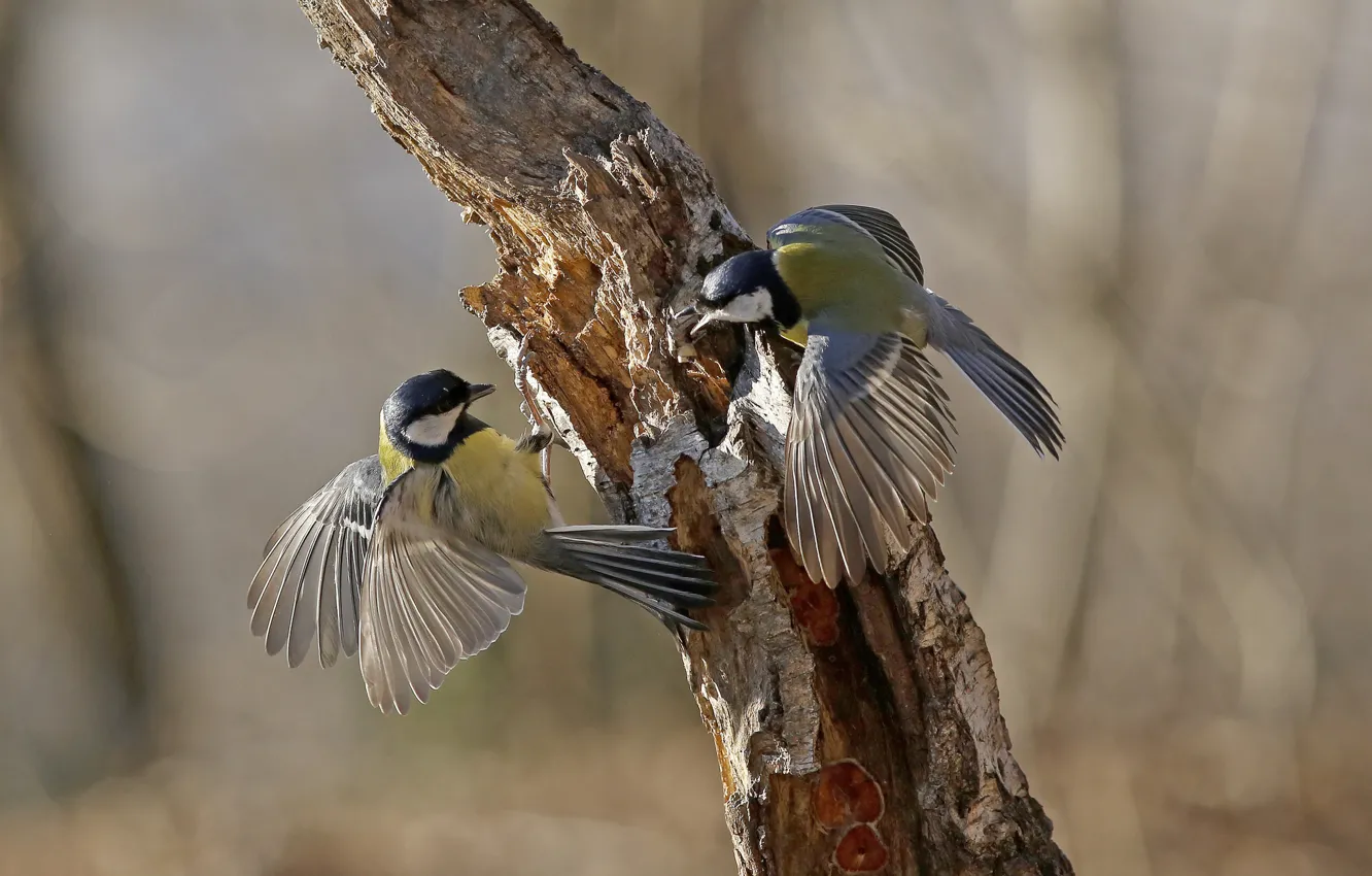 Фото обои птицы, дерево, крылья, перья, хвост, ствол