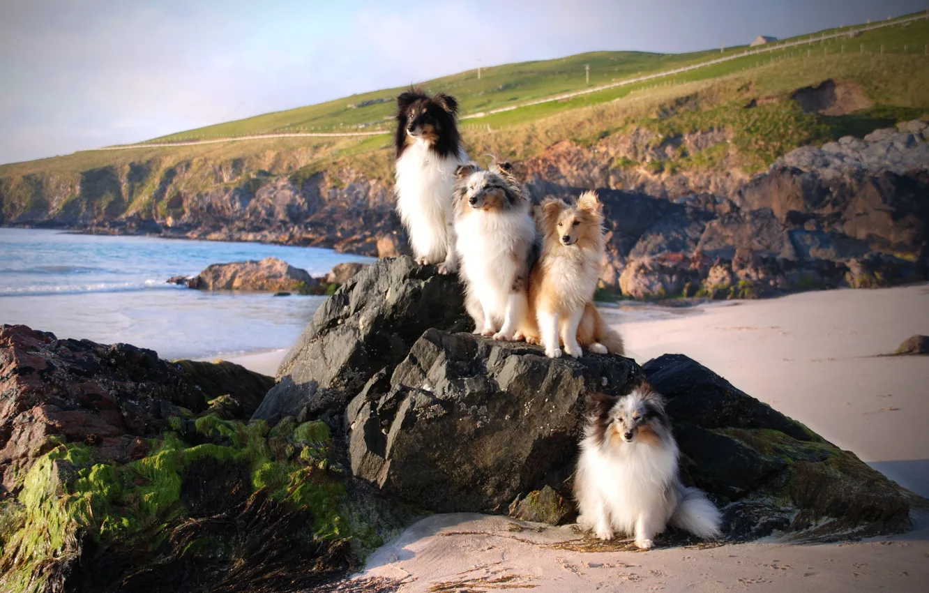 Фото обои море, собаки, побережье, группа, пушистики