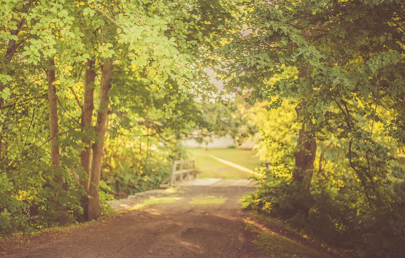 Фото обои road, trees, bridge, leaves, shadows, sunlight, branches, sunny