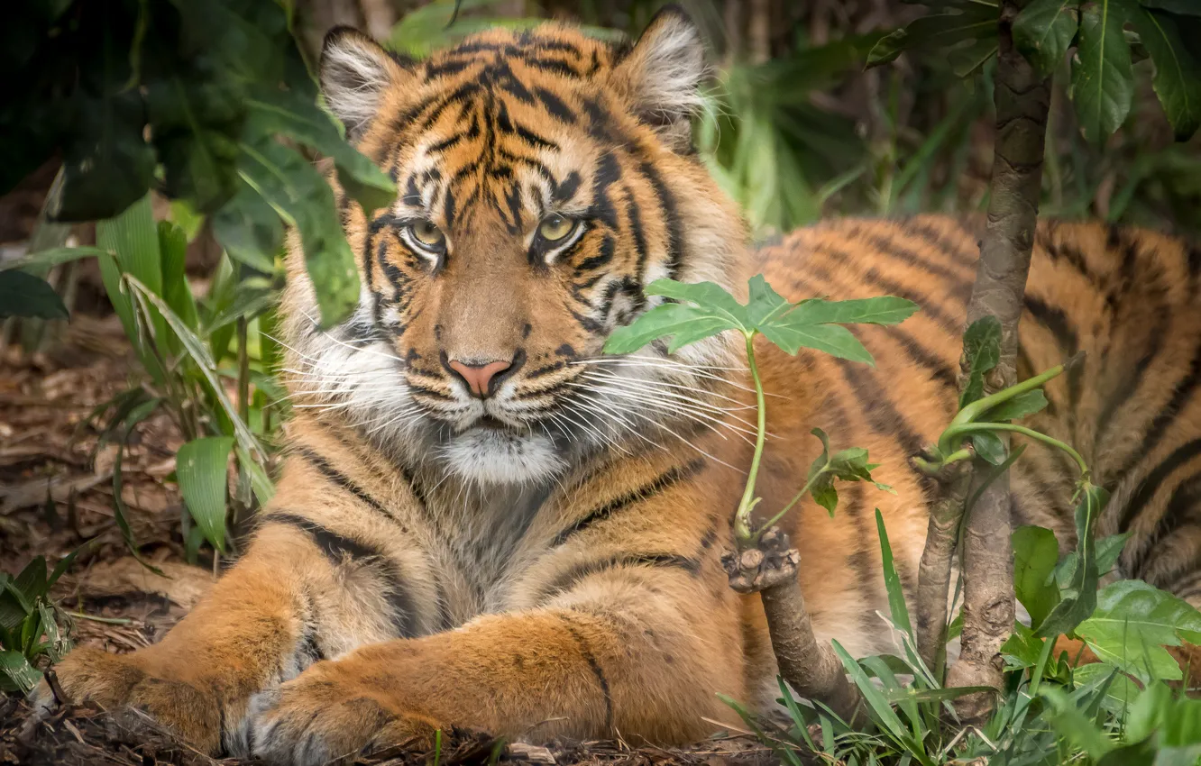 Фото обои тигр, животное, хищник, шерсть, окрас, зверь