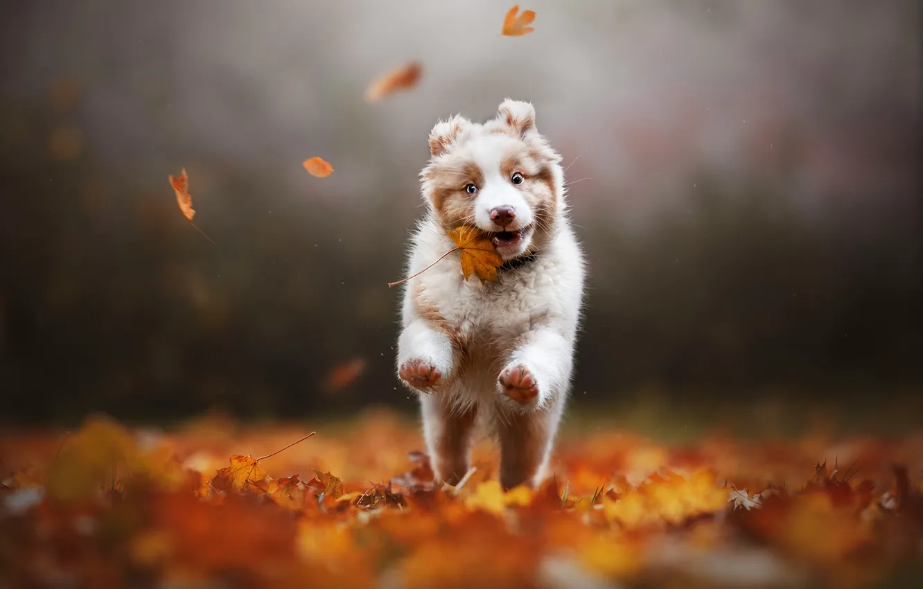 Фото обои осень, листья, собака, щенок, кленовый лист, боке, Австралийская овчарка, Аусси