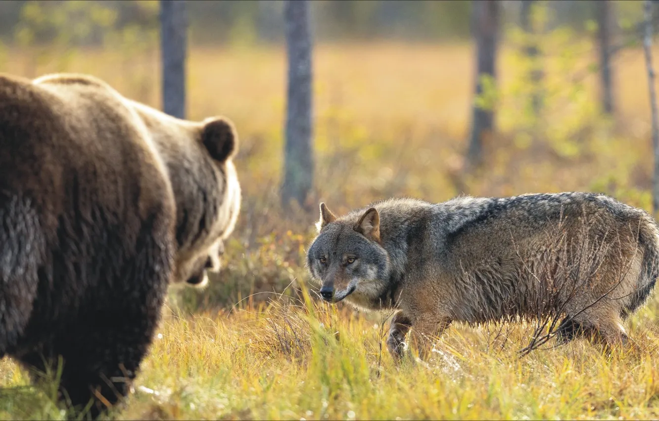 Фото обои животные, волк, медведь, пара, bear, two, animal, wolf