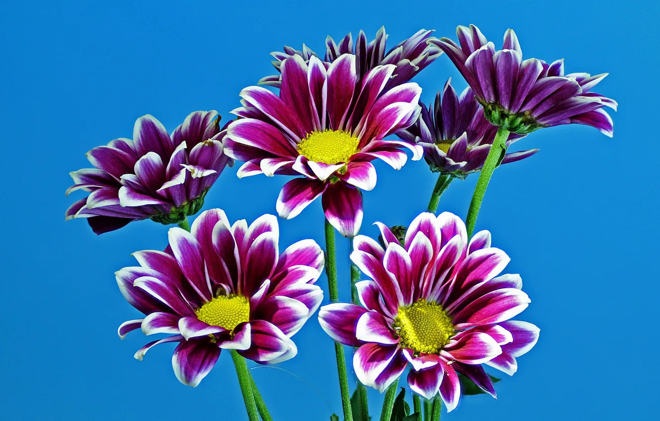 Фото обои фиолетовые, хризантемы, голубой фон