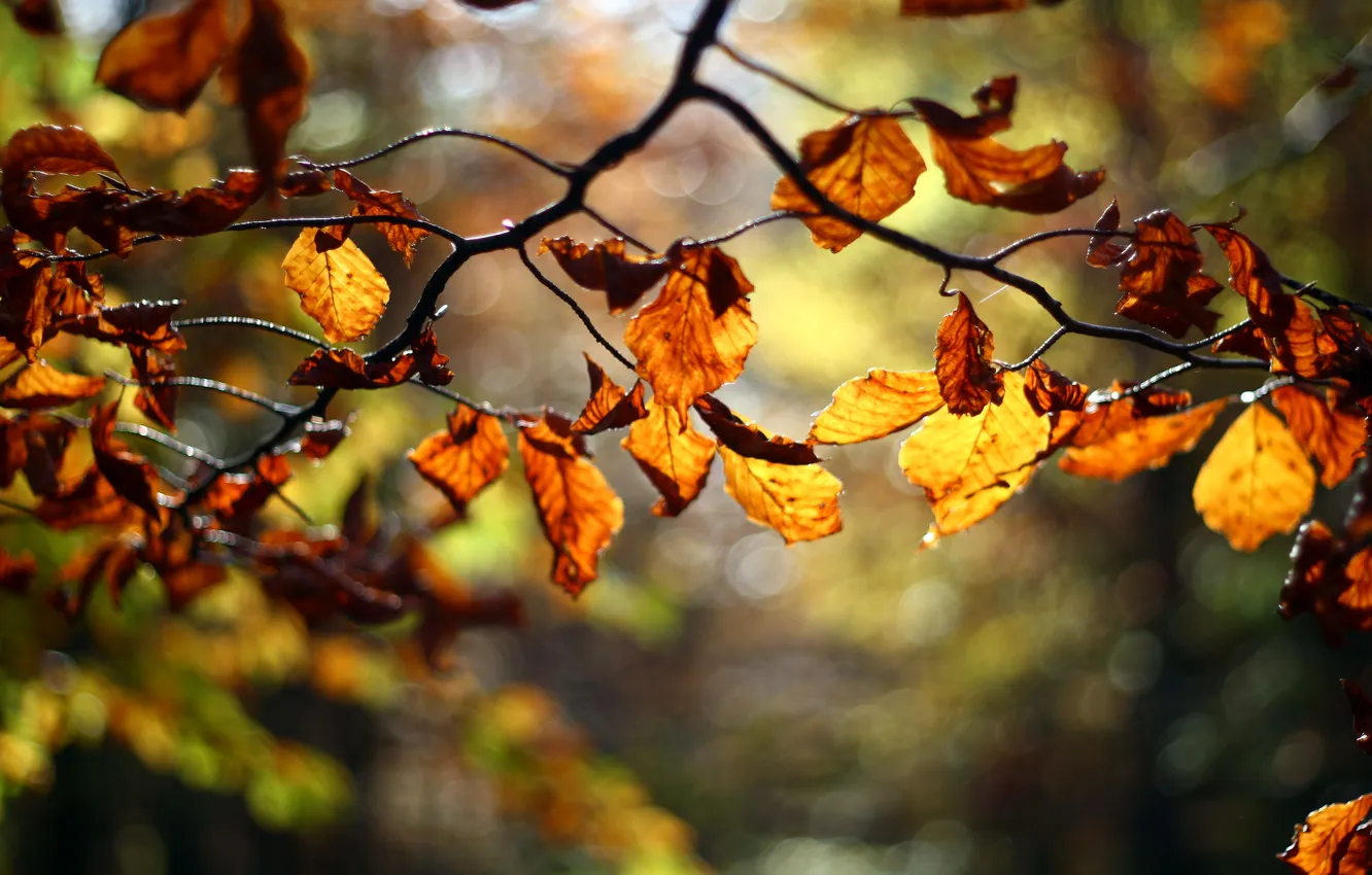 Фото обои осень, листья, дерево, ветка, размытость, красные, оранжевые