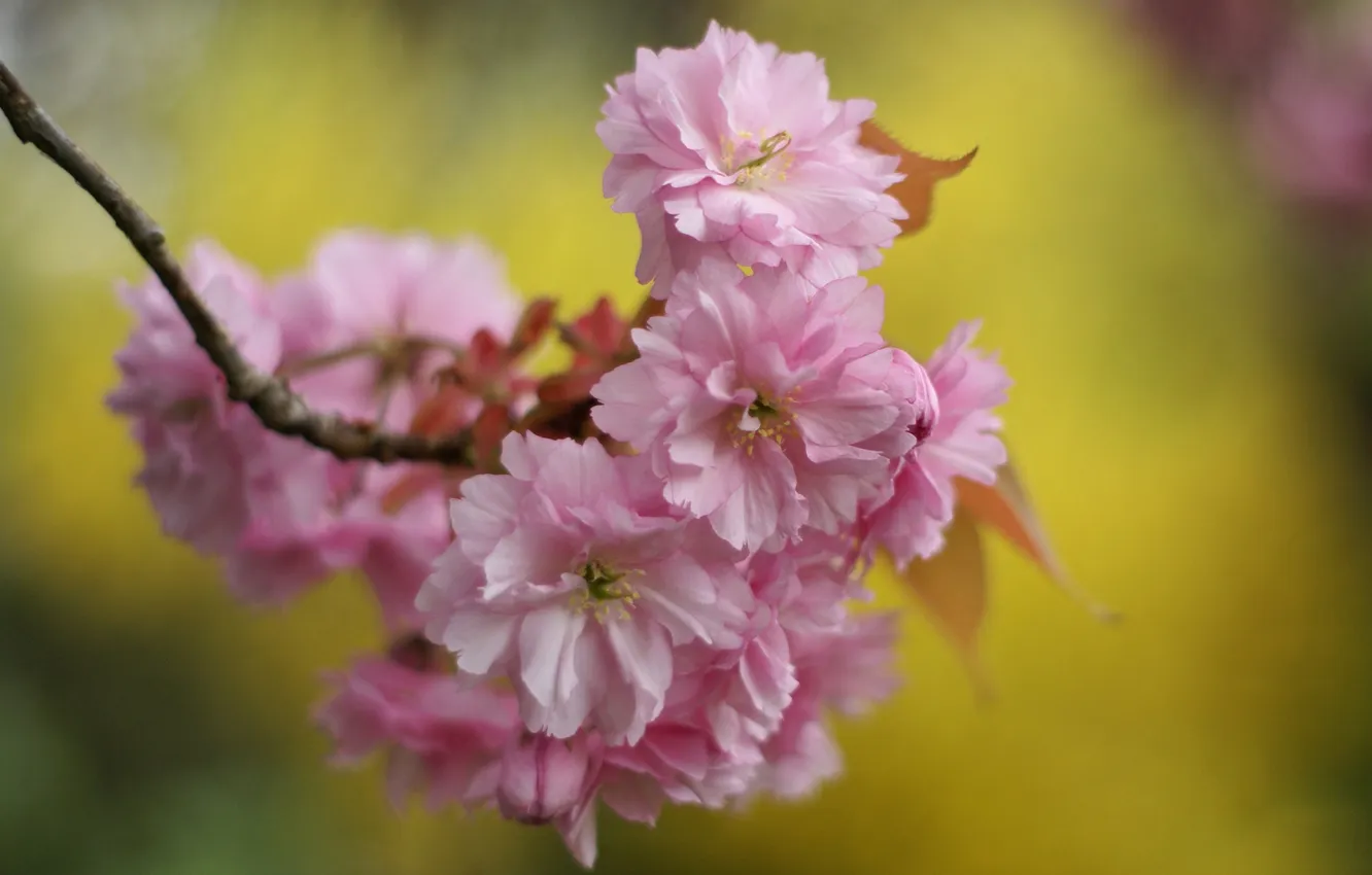 Фото обои макро, цветы, фон, ветка, весна, лепестки, сакура, розовые