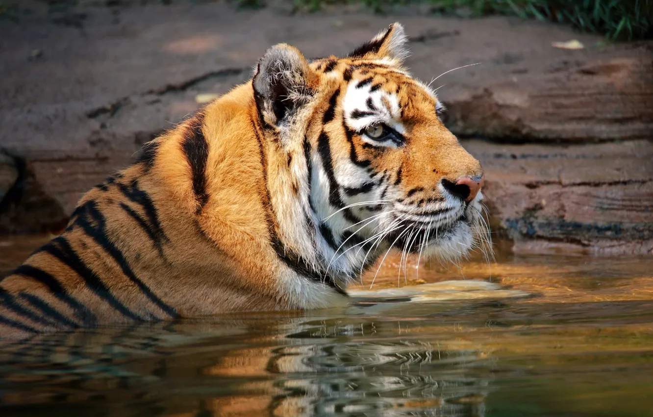 Фото обои морда, тигр, хищник, купание, дикая кошка, водоем