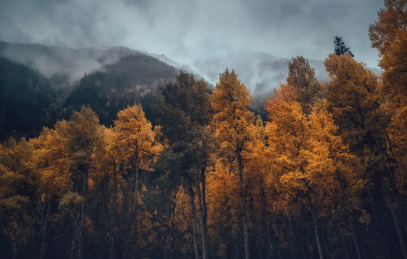 Фото обои осень, лес, горы, туман