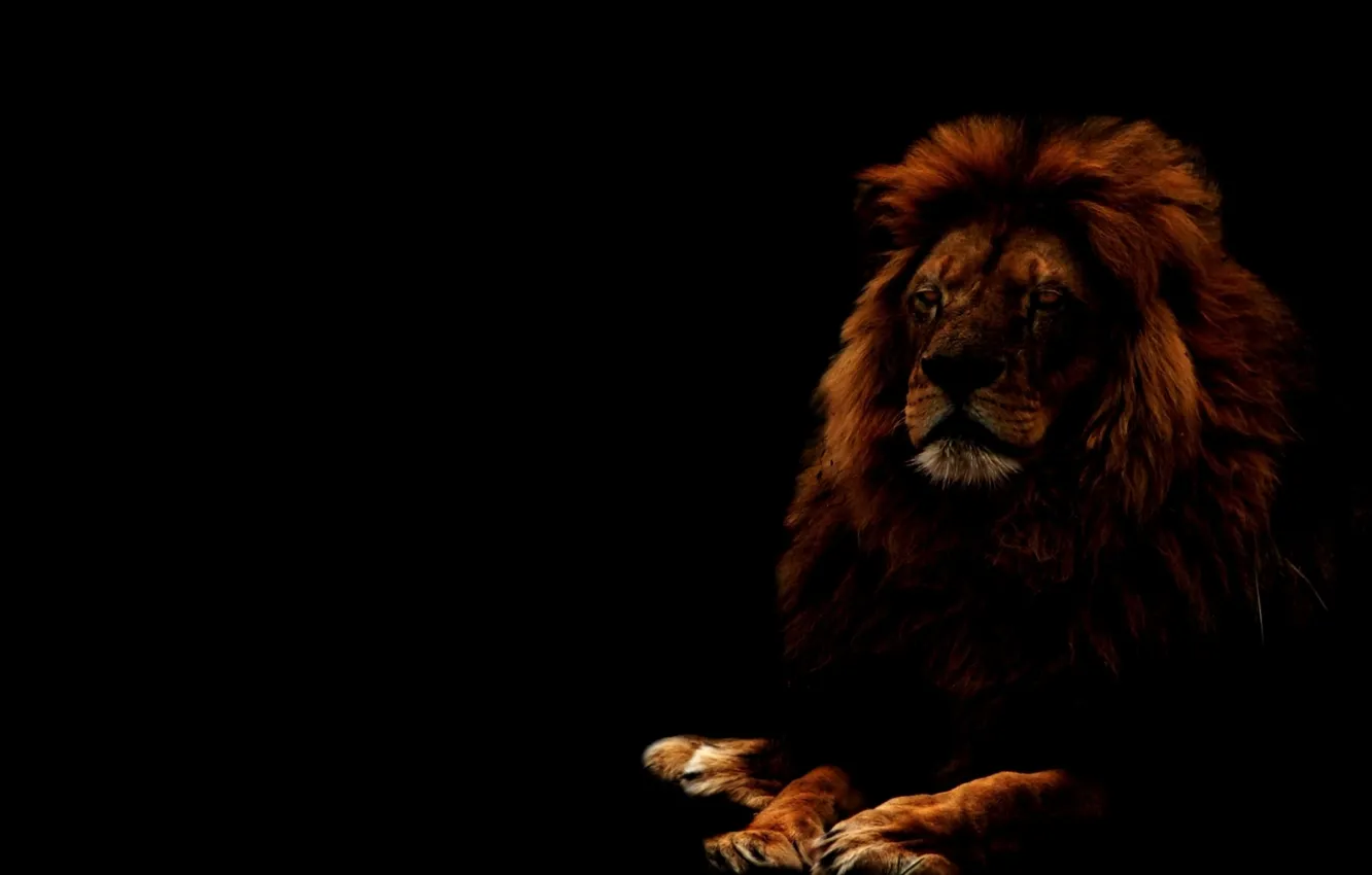 Фото обои кошка, взгляд, морда, хищник, лев, грива, lion