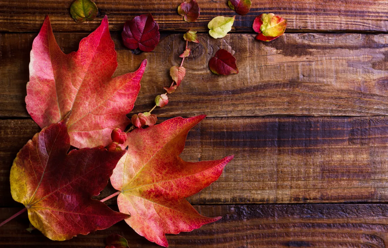 Фото обои осень, листья, фон, доски, colorful, клен, wood, background