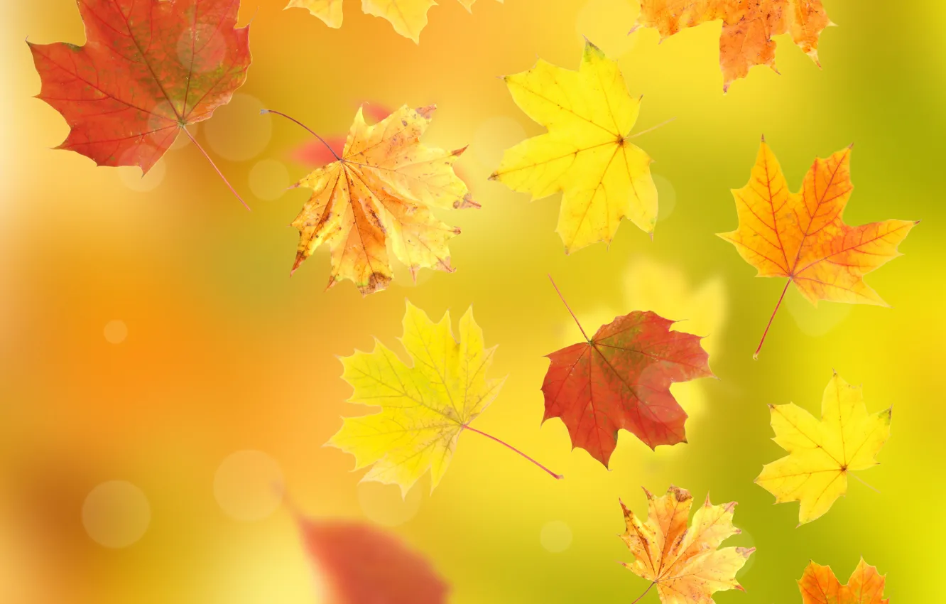 Фото обои осень, листья, полёт