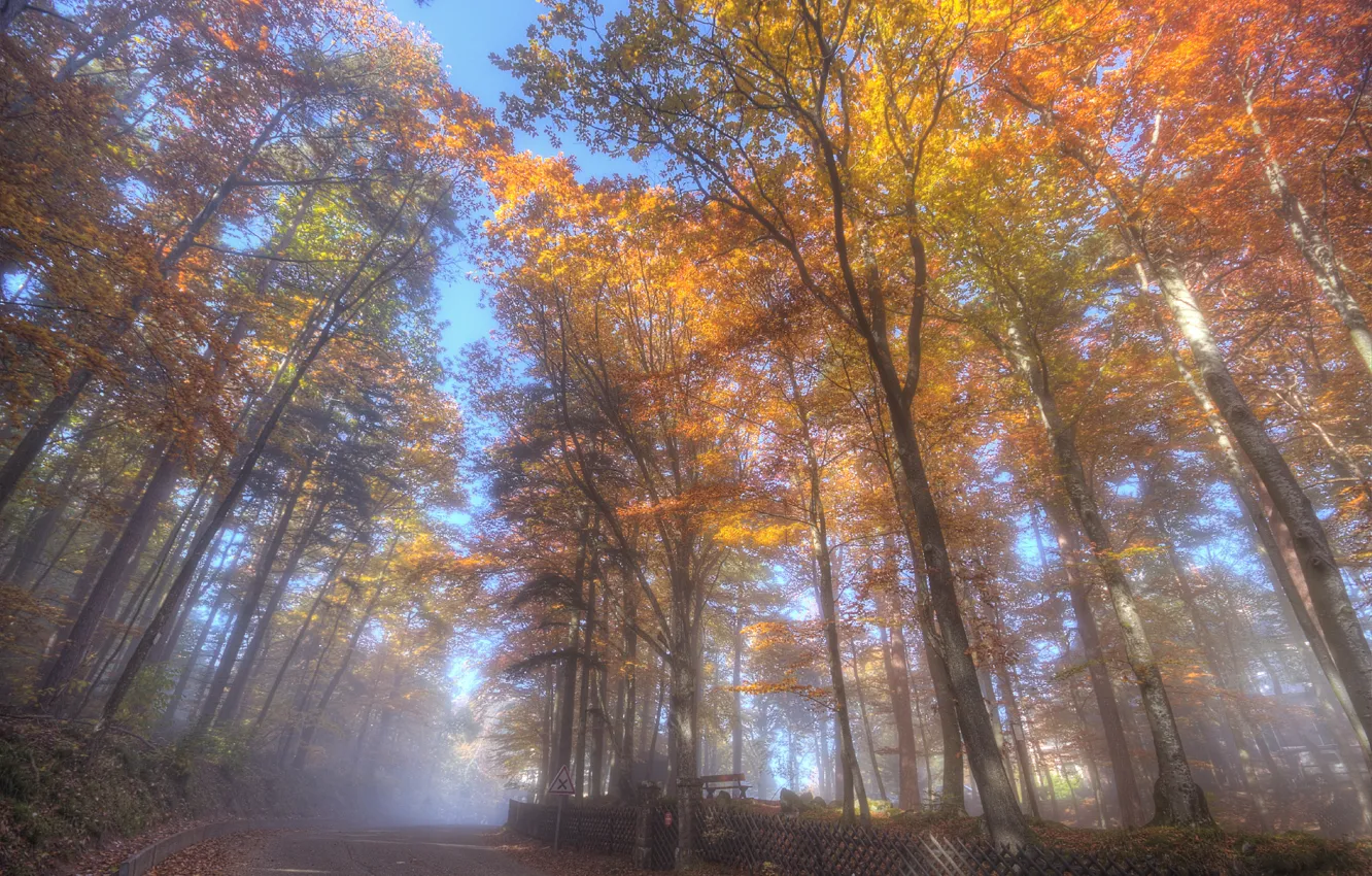 Фото обои дорога, осень, лес, деревья, пейзаж, парк