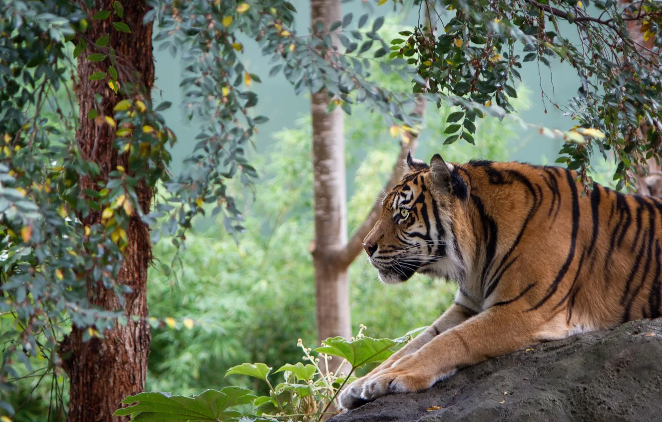 Фото обои листья, природа, тигр, лежит, профиль