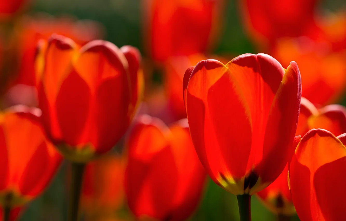 Фото обои макро, тюльпаны, красные, бутоны, боке